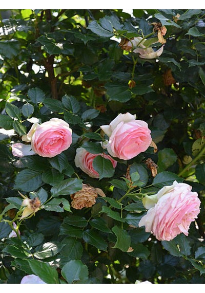 Videolu Pembe Yediveren Kokulu 40 70 Cm 2 Adet Saksılı Aşılı Gül Gül Pink Rose