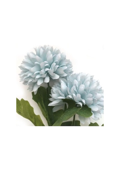 Kasımpatı Çiçeği Fidanı 10-20 Cm