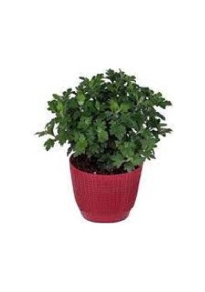 Saksıda Kasımpatı Çiçeği Chrysanthemum Beyaz 10-20 Cm