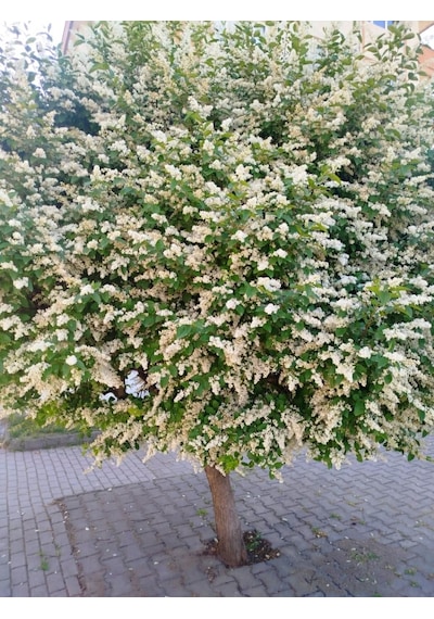 Ligustrum Sinense 5 Adet 100-120 Cm Çiçek Açan Çit Bitkisi
