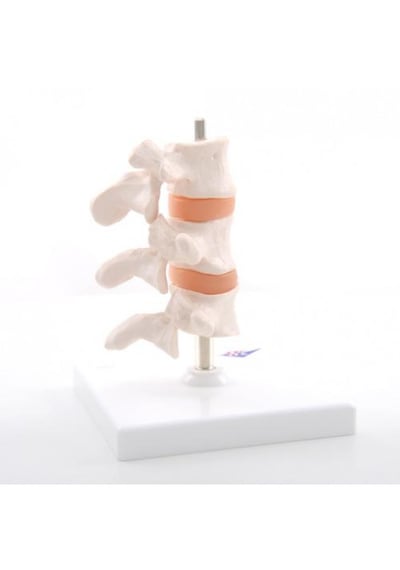 Osteoporoz Modeli, 3 Omur 01