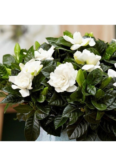 Videolu Harika Kokulu Beyaz Gardenya Çiçeği Bitkisi 30-45 Cm Saksılı Çiçekli Bodur Gardenia Flower