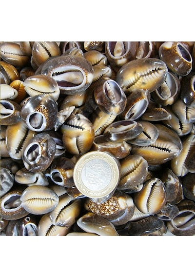 Cyprea Caputserpentis Kiloluk Deniz Kabuğu - Kesik 1 KG