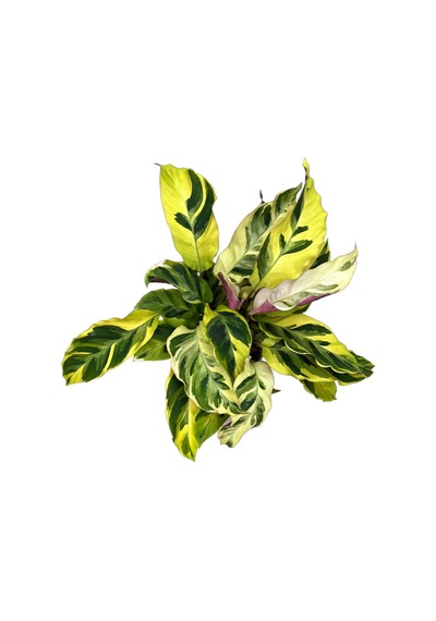 Calathea 'fusion Yellow' Dua Çiçeği Ø14 Cm Y35-40 Cm