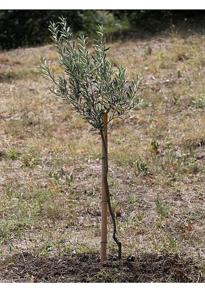 Gemlik Zeytin Fidanı 90 110 Cm Tüplü 4 Adet Zeytin Fidesi Olive Seedling