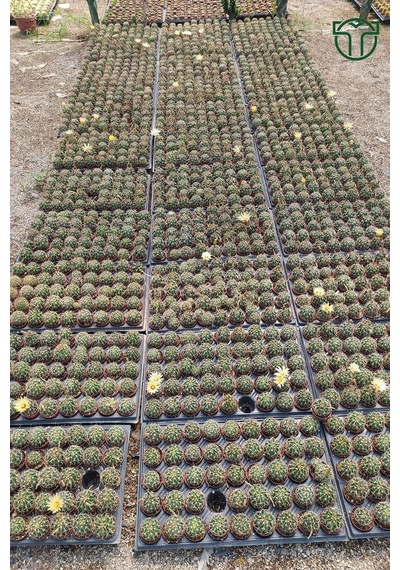 Gymnocalycium Mihanovichii - Çene Kaktüsü - 5.5 Cm Saksıda