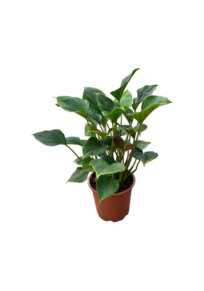 Homalomena Emerald