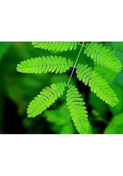 Küstüm Çiçeği Bitkisi Saksılı 10-20 Cm