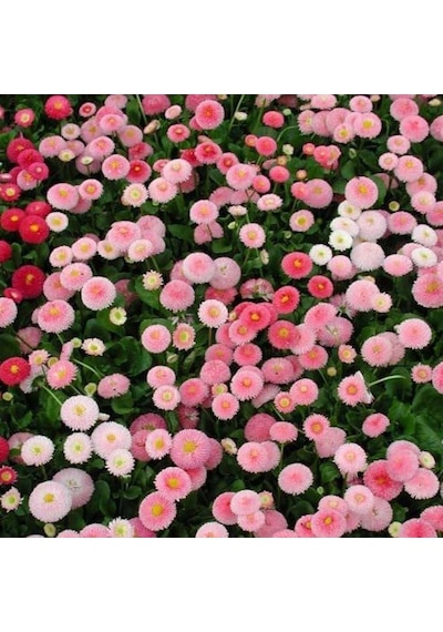 Katmerli Ponpon Colour İngiliz Çayır Papatyası Çiçeği Tohumu 100