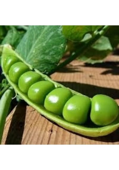 Utrillo Bezelye Tohumu Tohum 1 Kg