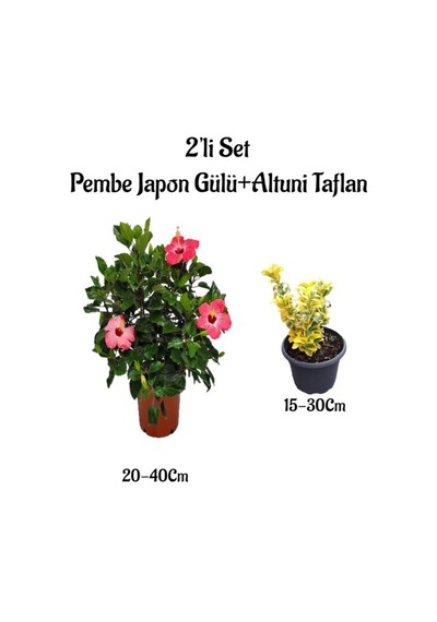 Pembe Renk Japon Gülü Çiçeği+altuni Taflan Çit Bitkisi 2'li Set Dış Mekan Bitkileri