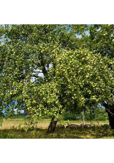 Granny Smith Elma Fidanı 3 Adet