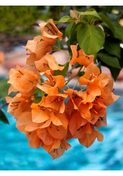 Videolu Turuncu Sarmaşık Begonvil 40 70 Cm 1 Adet Saksılı Çiçekli Bitki Bougainvillea