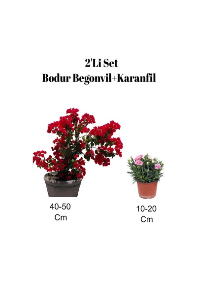 2'li Set Kırmızı Bodur Begonvil+ Pembe Karanfil Çiçeği Dış Mekan Bitkisi