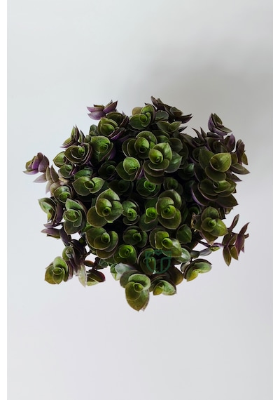 Callisia Repens Turtle Vine Dekoratif Sarkan Ev Bitkisi