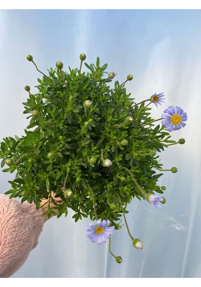 Mavi Çalı Papatyası-maviş 1 Adet Saksılı15-30cm Bahçe Peyzaj Bitkisi Blue Daisy