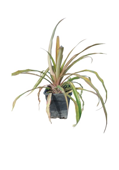 Kırmızı Ananas Fidanı 3 Yaş 50 Cm