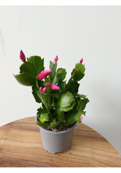 Videolu Pembe Yılbaşı Çiçeği Kaktüs 1 Adet Saksılı 10-20cm Iç Mekan Bitkisi Schlumbergera Purple