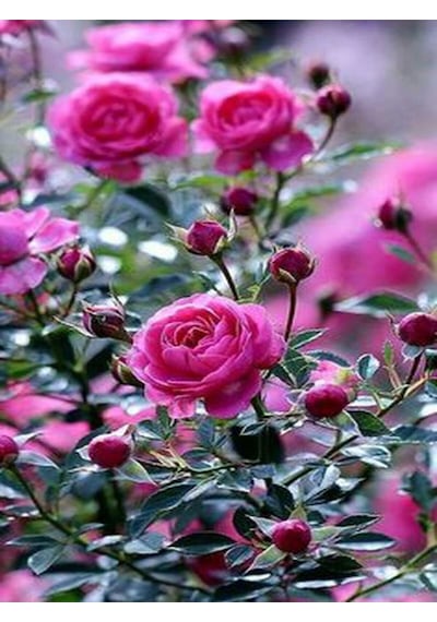Videolu Fuji Gül Fidanı Saksılı/tüplü 30-45 Cm 2 Adet Yediveren Kokulu Aşılı Güller Roses