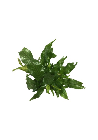 Microsorum Musifolium 'Crocodile Fern' Ø12 CM Y30-35 CM