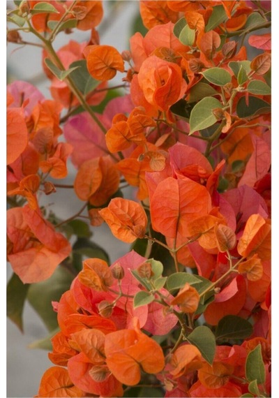 Nadir Bulunan Turuncu Begonvil Sarmaşığı 40-50 Cm Tüplü Çiçekli Bodur Bitki Bougainvillea