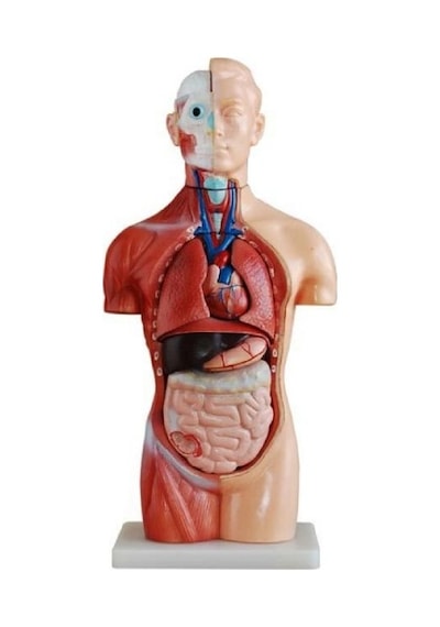 Ece İnsan Vücudu Modeli Torso 42cm 18 Parça Cinsiyetsiz Gerçekçi