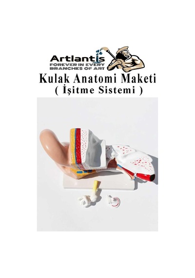 Kulak Anatomisi Modeli 1 Adet İnsan İşitme Sistemi Ses Anatomik Modeli Deney Bilim Tıbbi Model Kulak Maketi Masaüstü