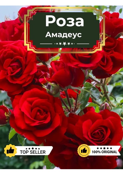 Dream Roses Amadeus Gül Fides 209850836