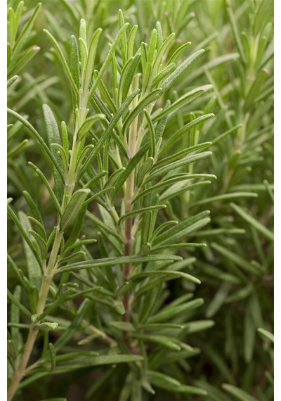 Tüplü Biberiye Rosmarinus Officinalis Fidanı - Bahçeniz İçin Ar
