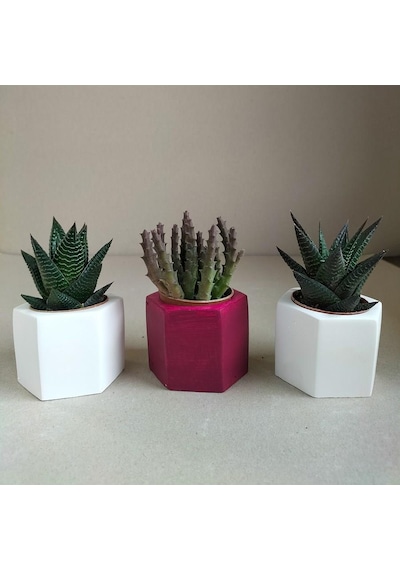 Haworthia & Huernia 3'lü Sukulent Seti | Kırmızı & Beyaz Seri