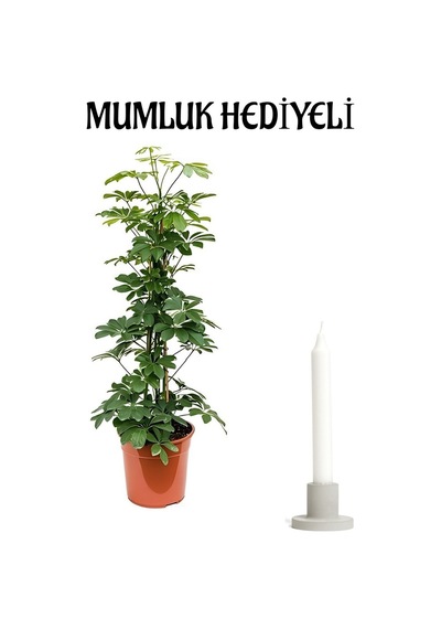 Yeşil Şeflera Bitkisi Sevgililer Gününe Özel Mumluk Hediyeli Salon Bitkisi