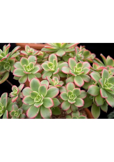 Aeonium Kiwi - 10 Adet Sukulent - Teraryum Bitkisi