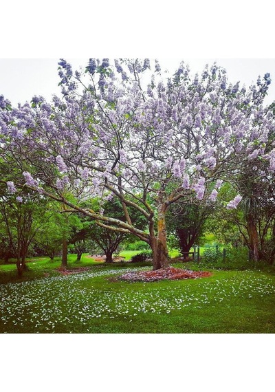 Paulownia Çin Kavağı Fidanı 15-20 Cm Saksılı
