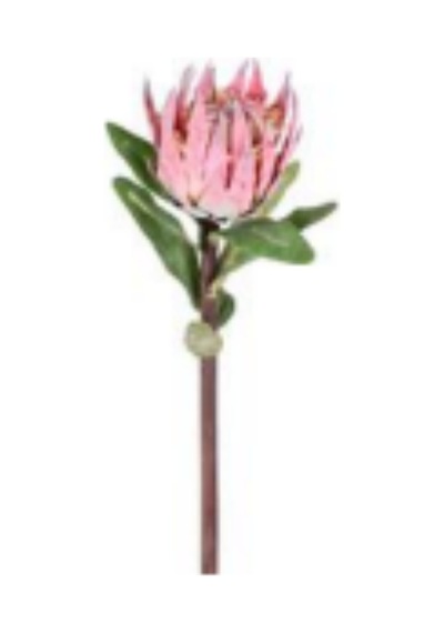 Yapay Çiçek Protea Çiçeği Kırmızı 60 Cm. Çok Renkli