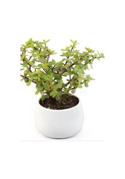 Para Yeşim Çiçeği, 20-30 Cm, Saksılı, Bonsai Yapımına Uygun, Ofis Çiçeği Çok Renkli