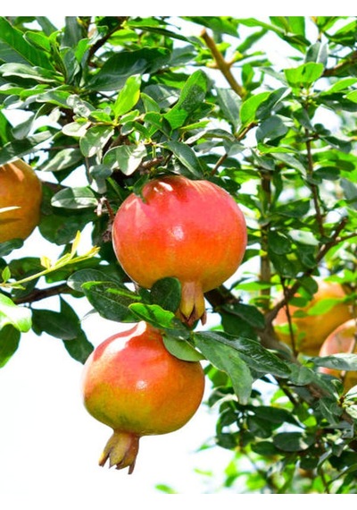 Bodur Süs Narı Fidanı 40-60 Cm Saksılı Çiçekli Bodur Bitkiler Pomegranate Tree