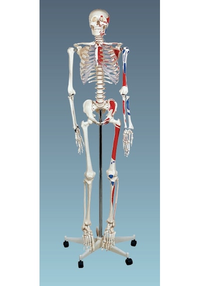 İnsan İskeleti Modeli 180Cm Kasları Gösterir – Tekerlekli