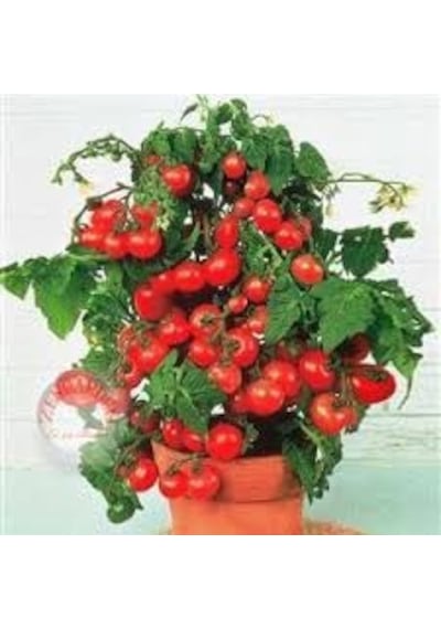 70 Adet Tohum Cherry Çeri Domates Tohumu Saksı Toprak