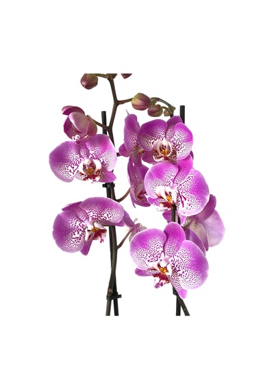 Phalaenopsis 'Jillion' (Fuşya Orkide) Ø12 CM 70-80 CM