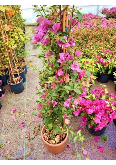 Videolu Pembe Begonvil Çiçeği 30 60 Cm 1 Adet Tüplü Çiçekli Iç/ Dış Mekan Bitkisi Bougainvillea