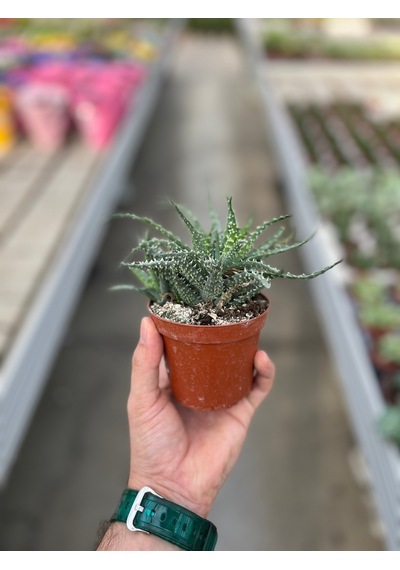 Aloe Humilis Kaktüs