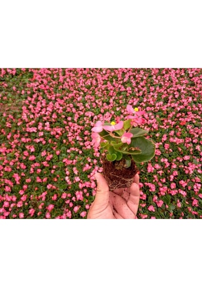 Begonya Çiçeği Pembe Begonıa Semperflorens 90 Adet