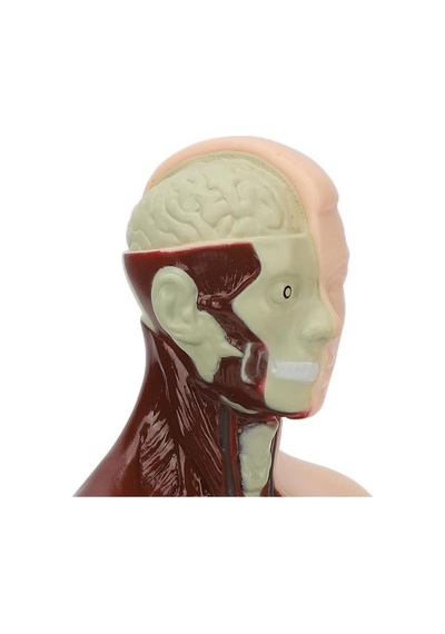 Temel 8 Parçalı İnsan Anatomisi Torso Modeli 24.5 Cm