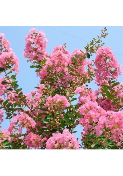 Pembe Oya Çiçeği Fidanı 80 Cm