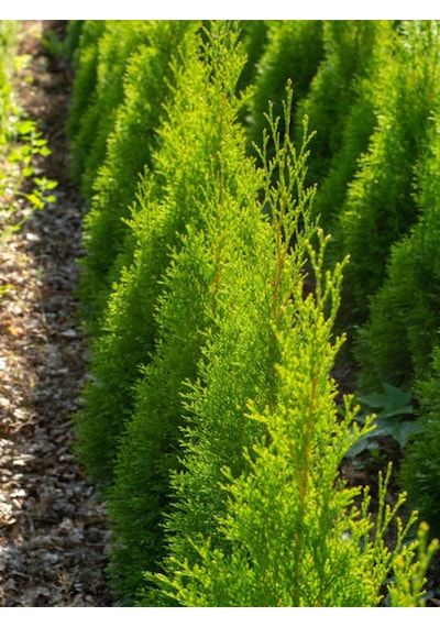 Videolu Limoni Servi Çam Fidanı Salon Çamı 30 40 Cm 1 Adet Saksılı Cupressus Macrocarpa