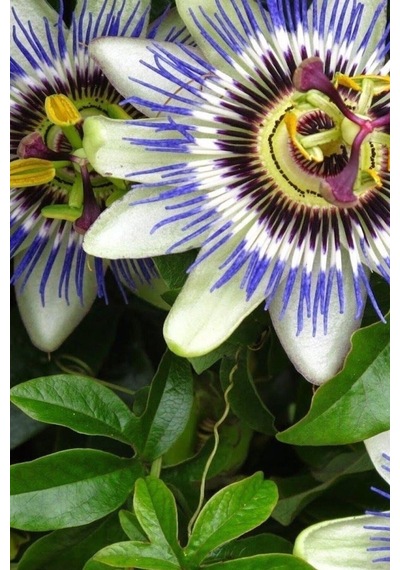 Tohumculuk Çarkıfelek Çiçeği, Passiflora Tohumu / 5 Adet Tohum