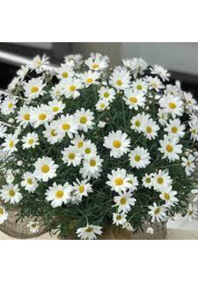 20 Adet Tohum Yayılıcı Kır Papatyası Çiçeği Tohumu Çiçek Tohumu Süpriz