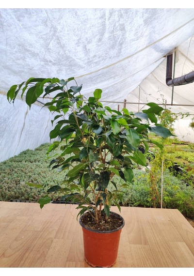 Ficus Benjamina Danielle Benjamin Ev-ofis-iç Mekan Salon Bitkisi 15 Cm Saksıda 30-40 Cm Arası