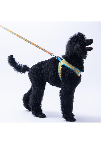 Citrus Leash Narenciye Desenli Kedi Köpek Sevk & Gezdirme Kayışı Köpek Uzatma Tasması Turkuaz