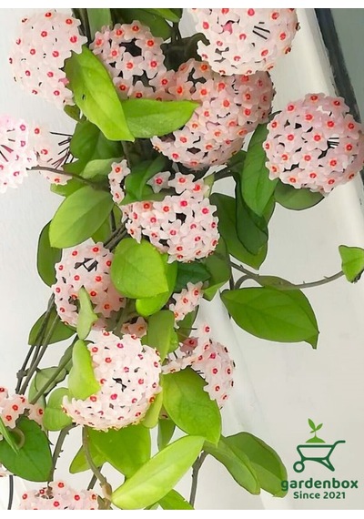 Kokulu Beyaz Renk Mum Çiçeği 30-50cm Saksılı Sarmaşık Bitki